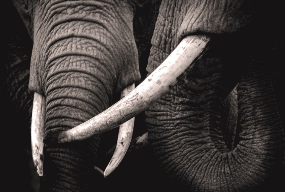 elephant-2