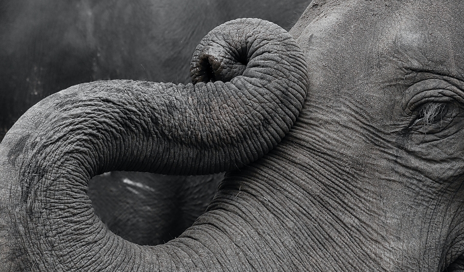 elephant